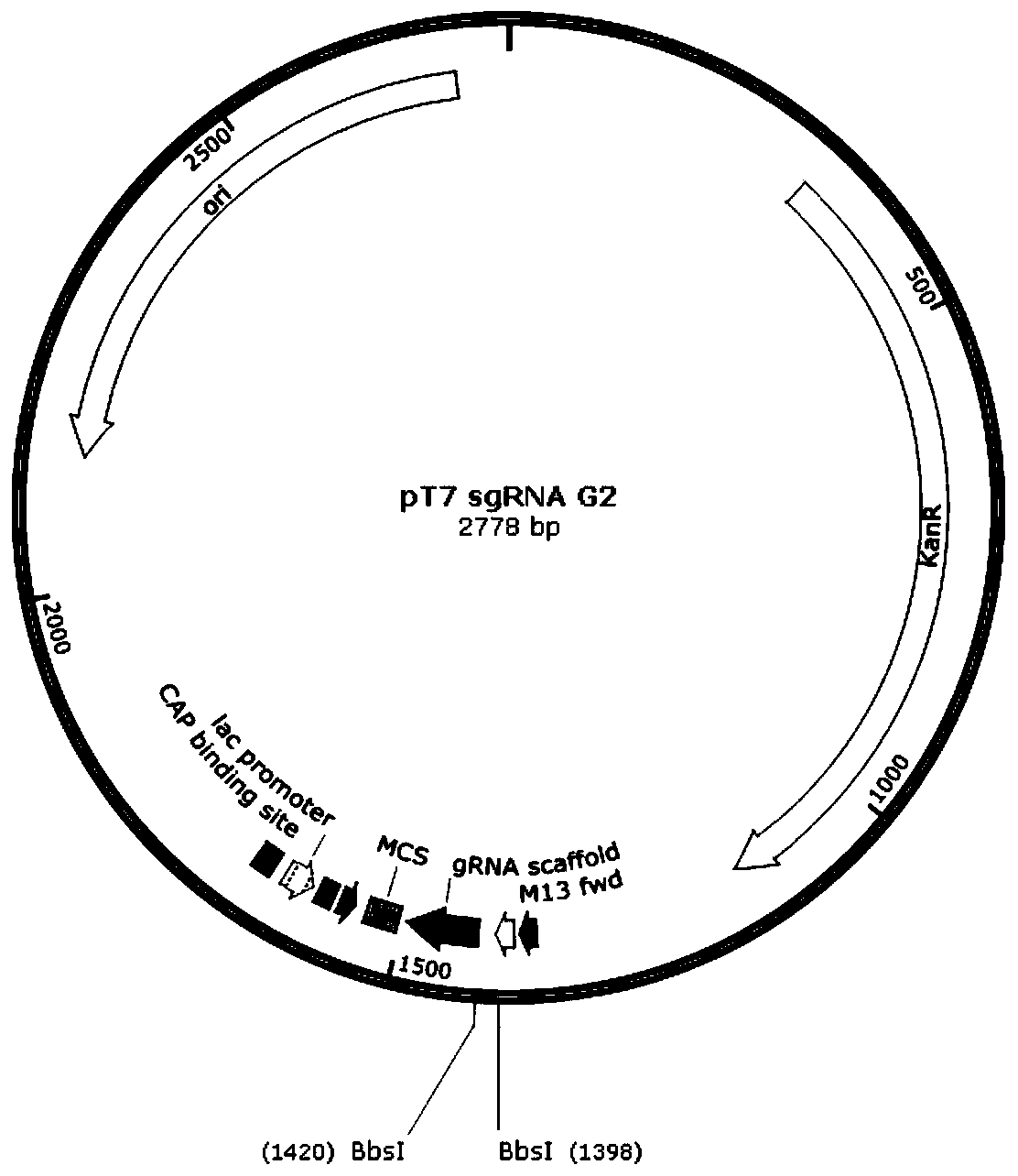 Preparation method and application of a CD132 gene-deleted immunodeficiency animal model