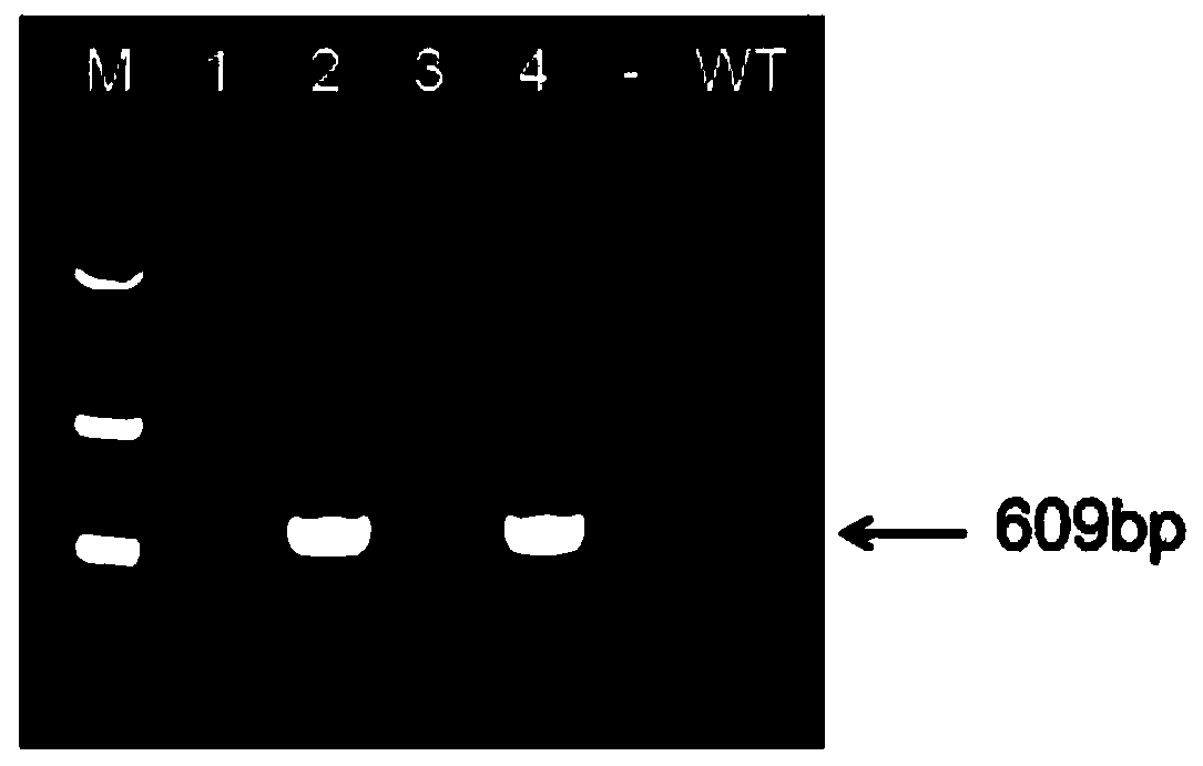 Preparation method and application of a CD132 gene-deleted immunodeficiency animal model