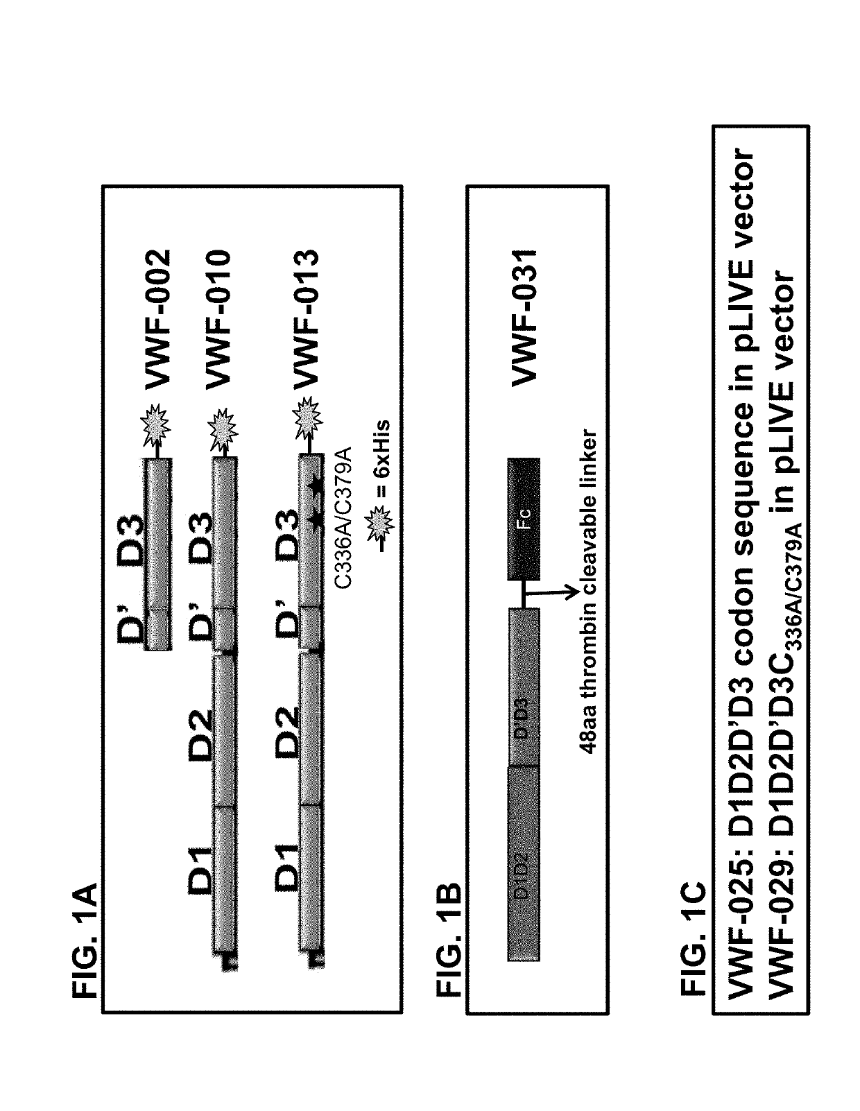 Factor viii complex with xten and von willebrand factor protein, and uses thereof