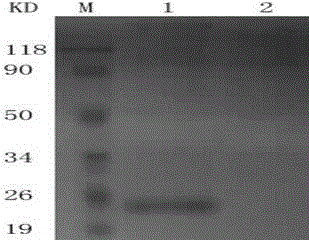 Modified dog alpha1-interferon gene, construction method of expression vector and preparation method of protein encoded by modified dog alpha1-interferon gene