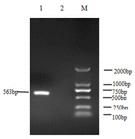 Application of rhodococcus equi virulence gene VapA recombinant protein