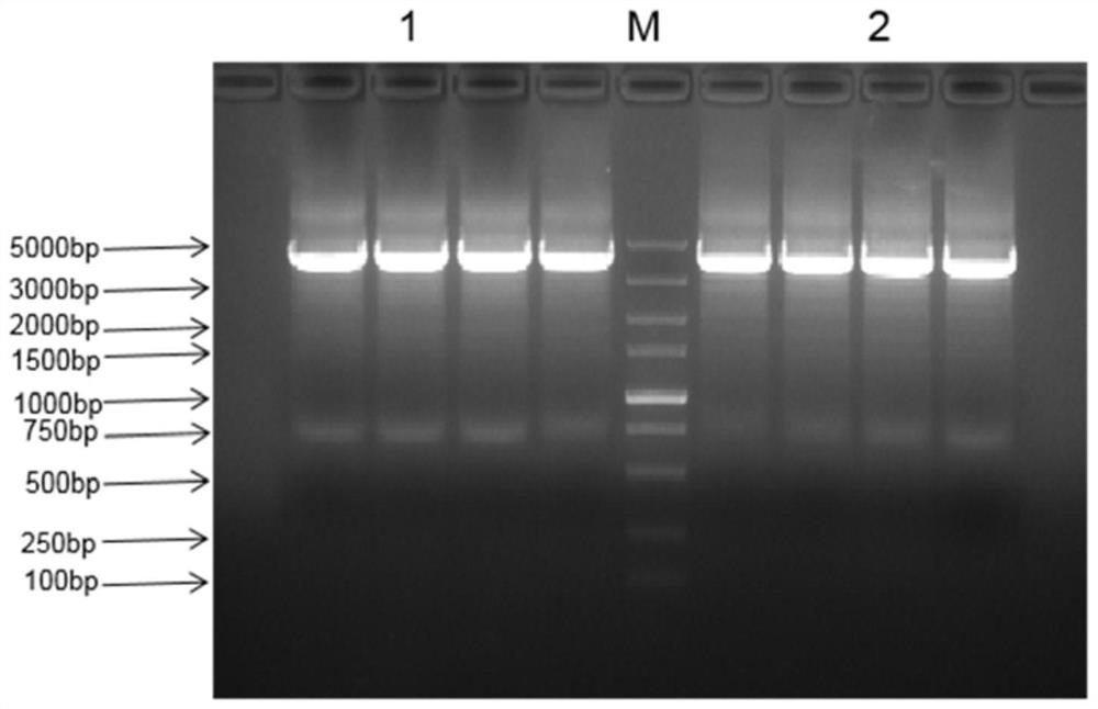 HIL7/hCCL19 double-gene recombinant oncolytic virus as well as preparation method and application thereof