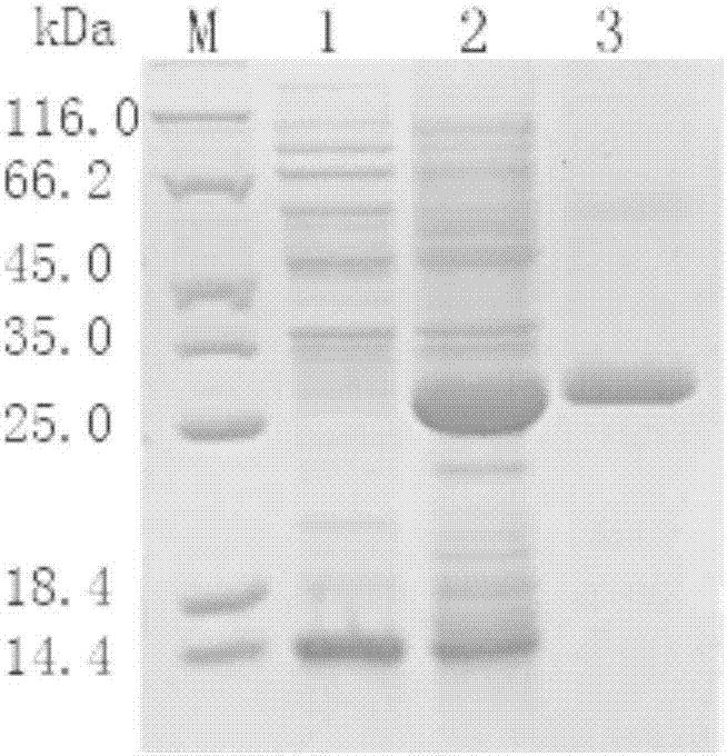 L-type lectin of litopenaeus vannamei as well as coding gene and application of L-type lectin
