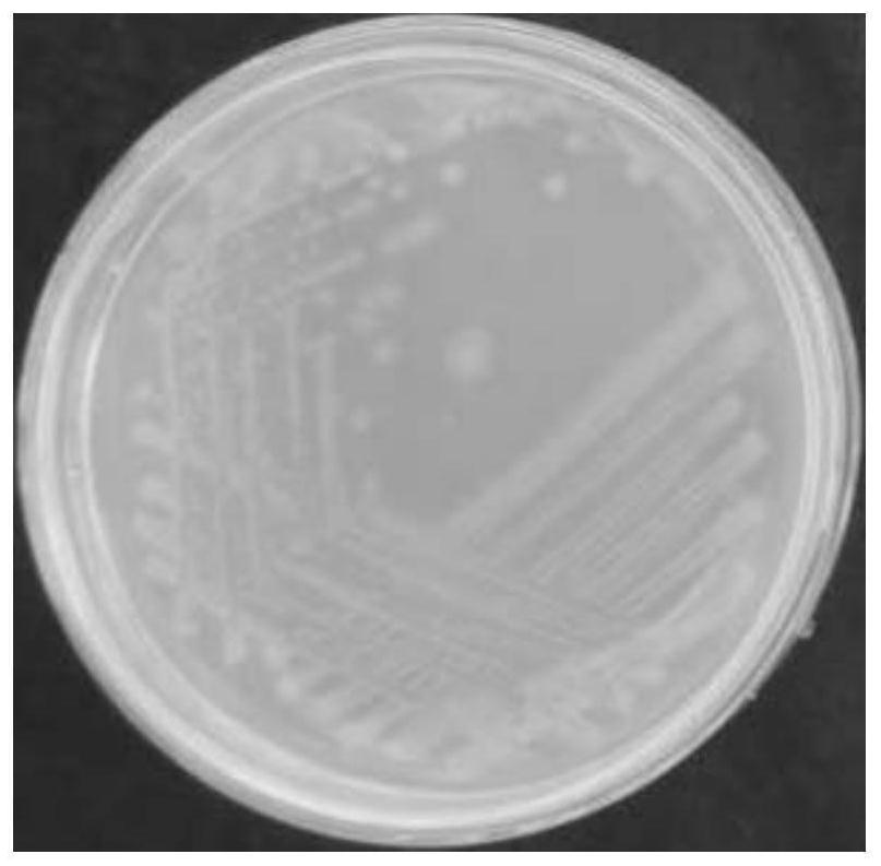 Vibrio natriticus capable of strongly degrading enteromorpha protein and application of vibrio natriticus in preparation of organic fertilizer