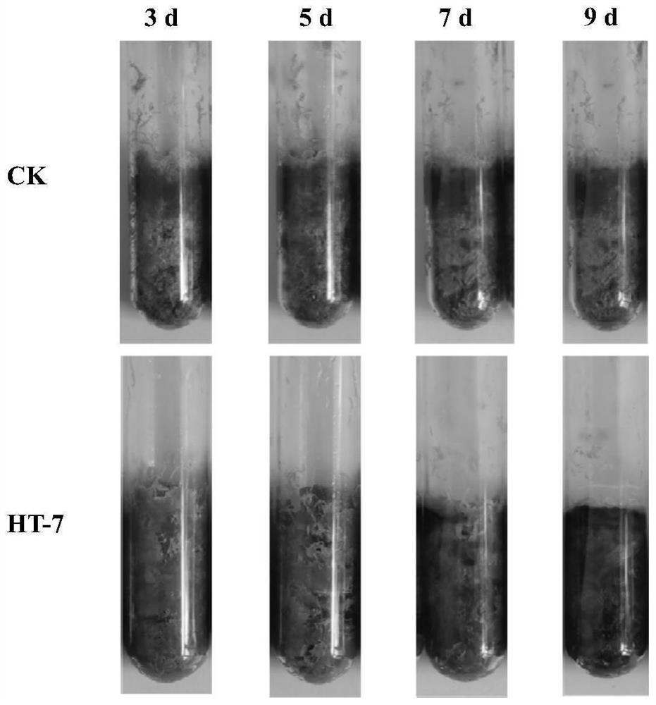 Vibrio natriticus capable of strongly degrading enteromorpha protein and application of vibrio natriticus in preparation of organic fertilizer