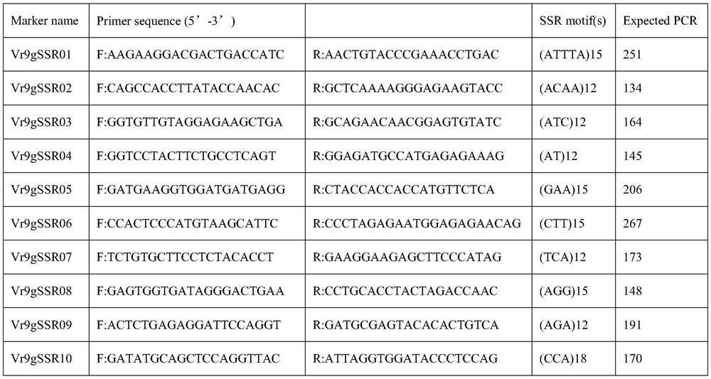 Molecular marker SNP#2 for identifying powdery mildew resisting phenotype of vigna radiata, and primer and application of molecular marker SNP#2.