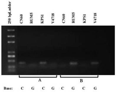 Molecular marker SNP#2 for identifying powdery mildew resisting phenotype of vigna radiata, and primer and application of molecular marker SNP#2.