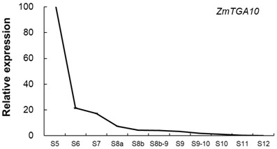 Male Sterility Gene zmtga10 and Its Application in Creating Male Sterile Lines of Maize