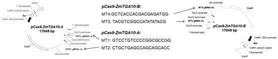 Male Sterility Gene zmtga10 and Its Application in Creating Male Sterile Lines of Maize