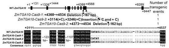 Male Sterility Gene zmtga10 and Its Application in Creating Male Sterile Lines of Maize