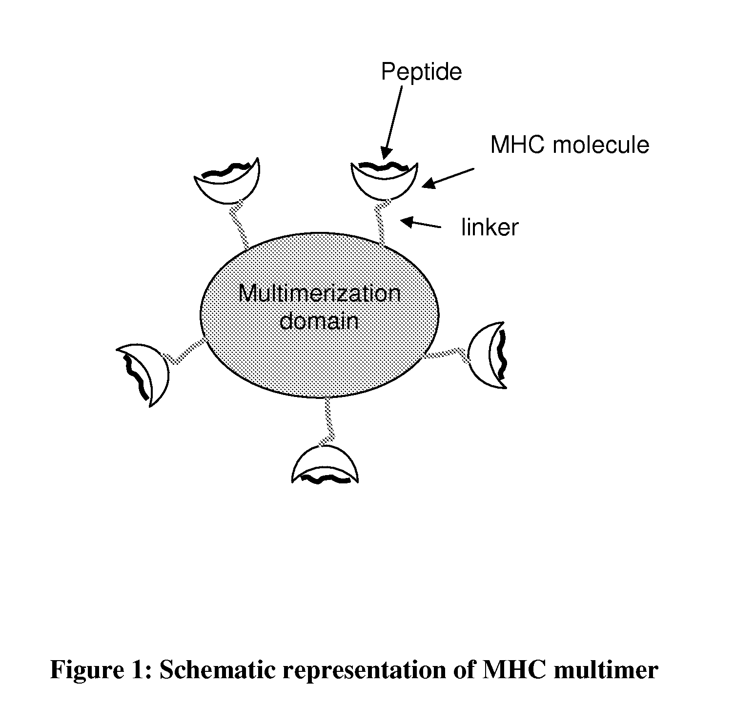 MHC Multimers in Tuberculosis Diagnostics, Vaccine and Therapeutics