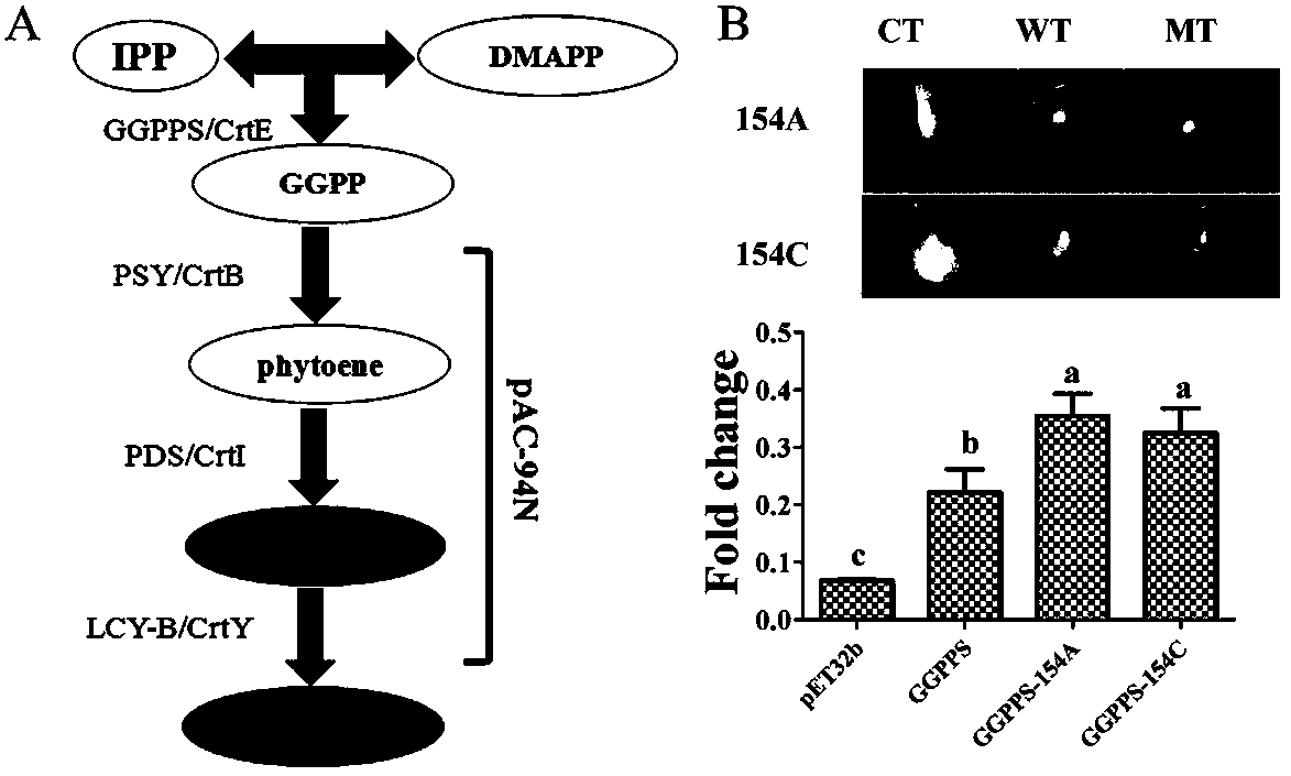 Directed five-site mutant protein GGPPS in enzyme pocket and on enzyme molecule surface