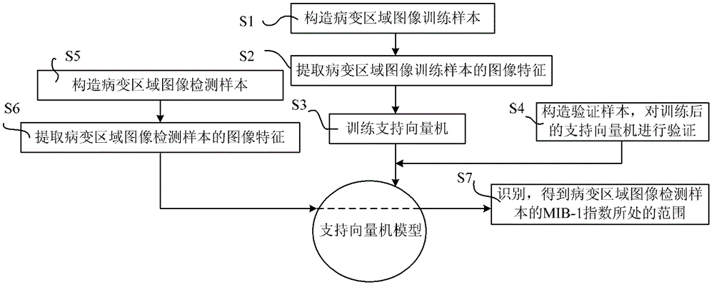 Brain tumor MIB-1 index range detection method