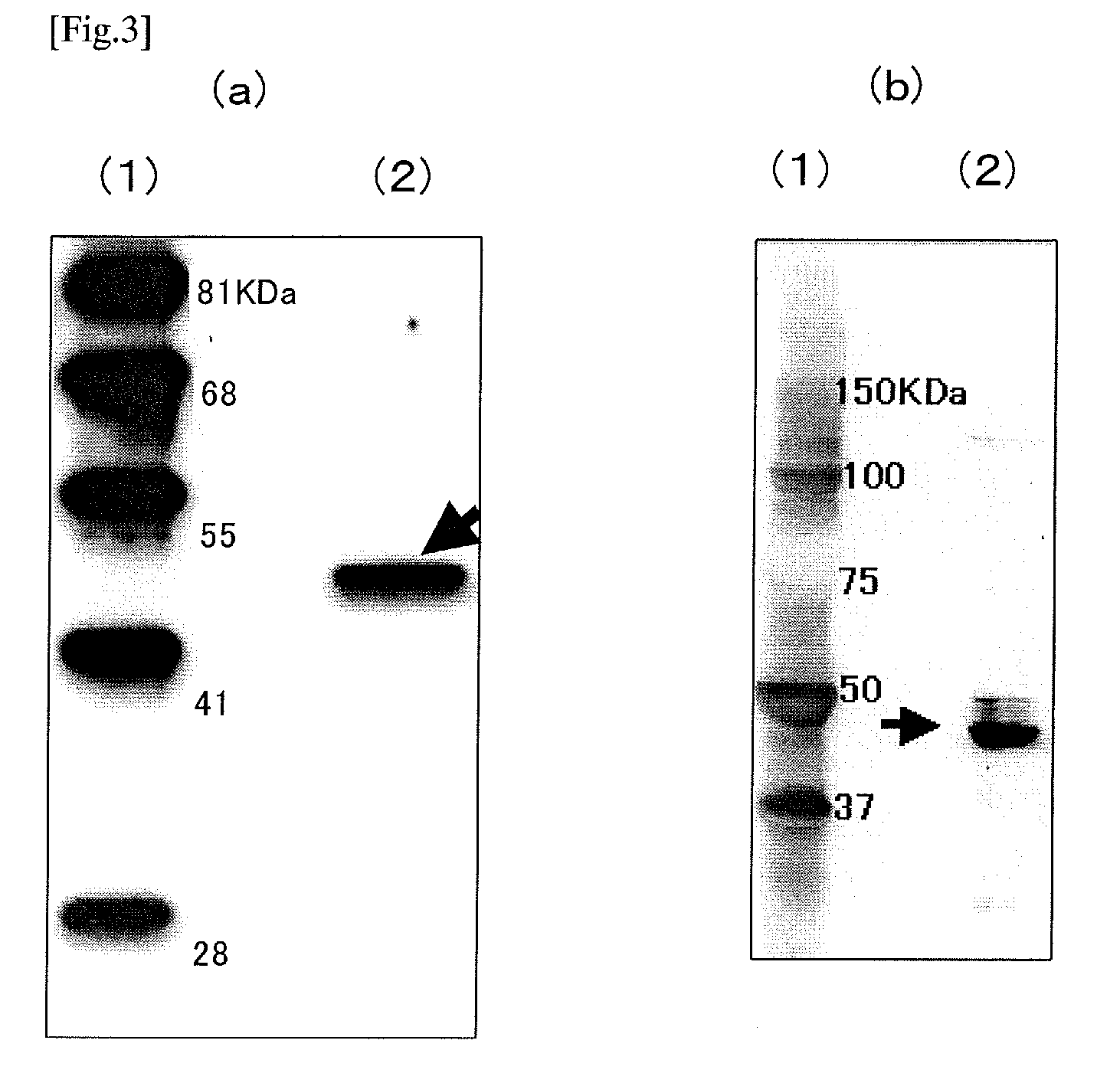 Method for measuring beta-glucan, and beta-glucan-binding protein for use in the method