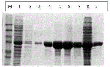 Expression and purification method of schistosoma japonicum SjP40 protein and application