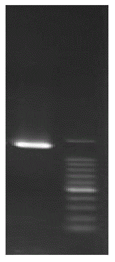 Isoprene synthase gene and application thereof