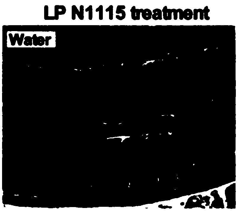 Application of lactobacillus paracasei N1115 to prevention of colitis, corresponding baby milk powder and application