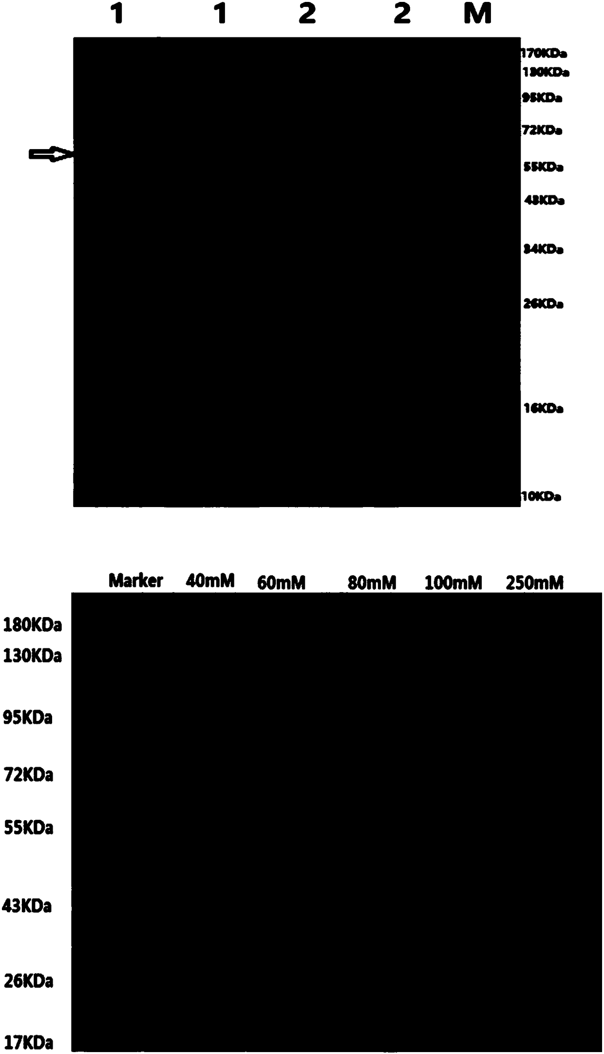 Preparation and application of AtAGM2 and AtAGM3 coding gene and enzyme