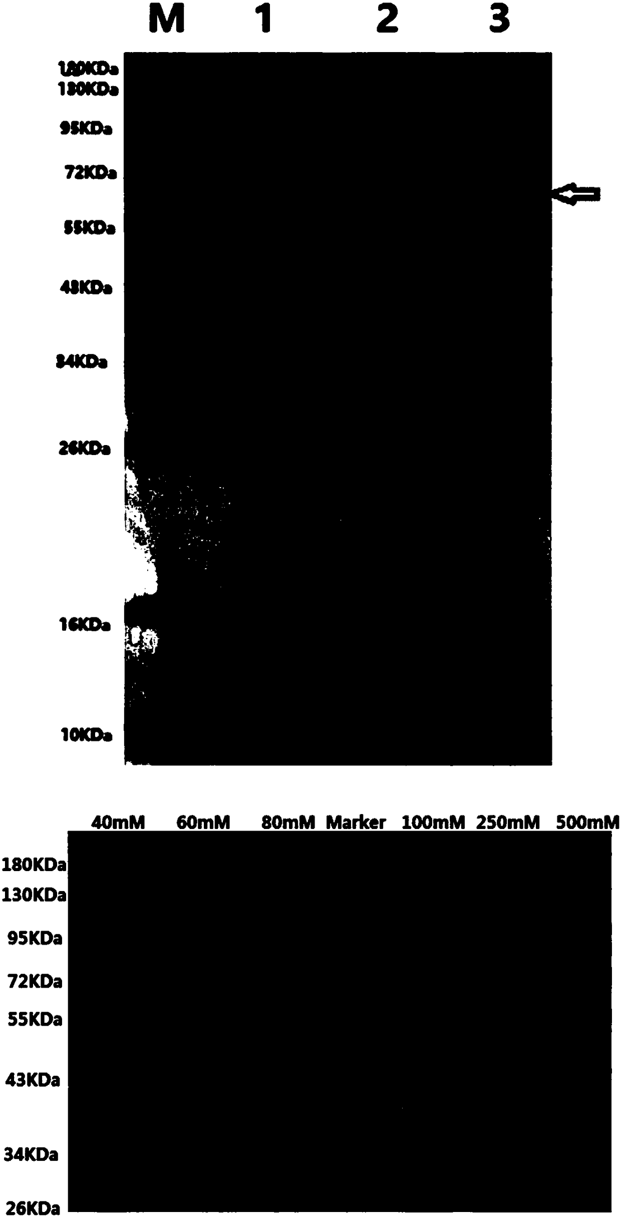 Preparation and application of AtAGM2 and AtAGM3 coding gene and enzyme