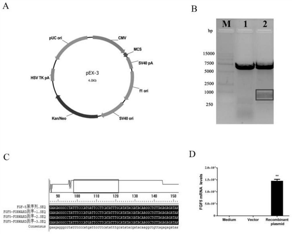 Application of siRNA targeting FGF5 in the treatment of hair loss