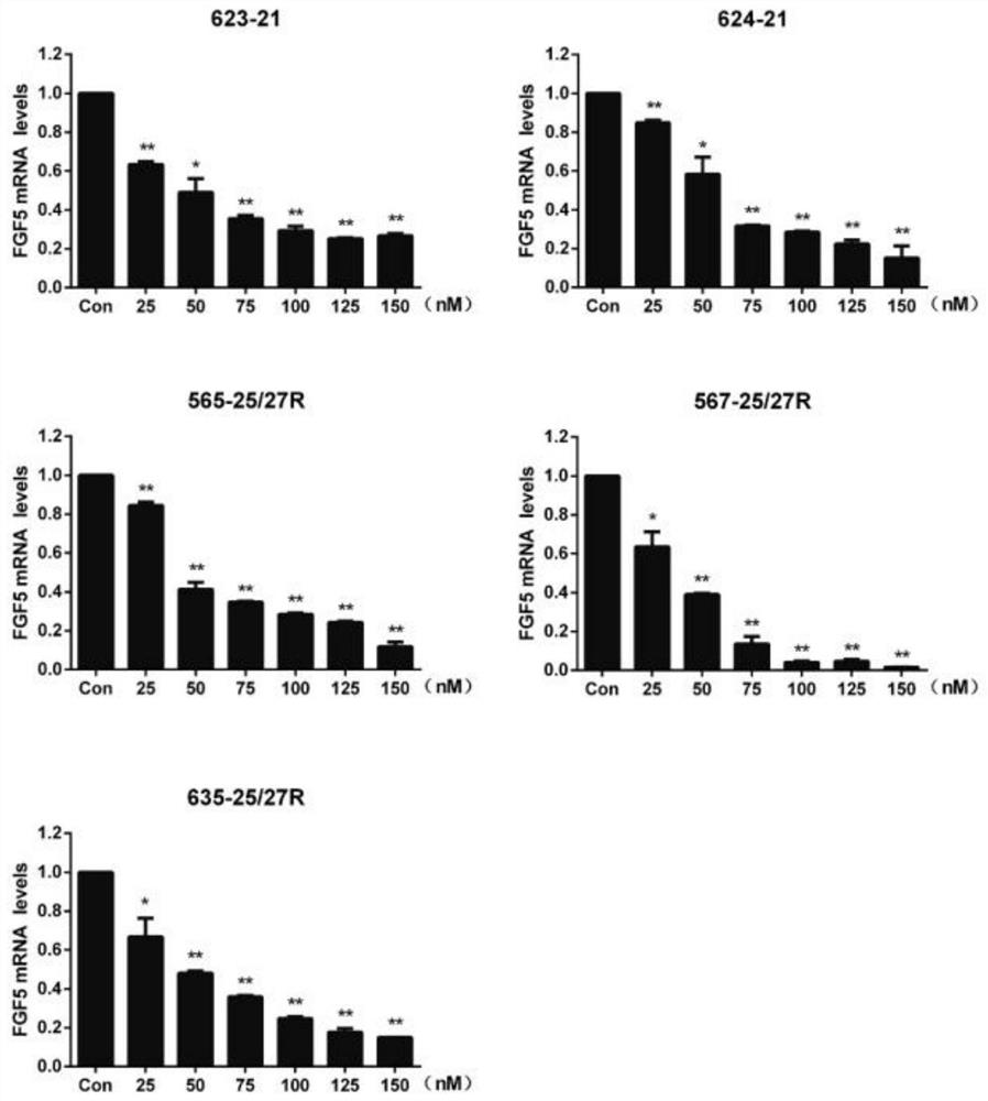 Application of siRNA targeting FGF5 in the treatment of hair loss