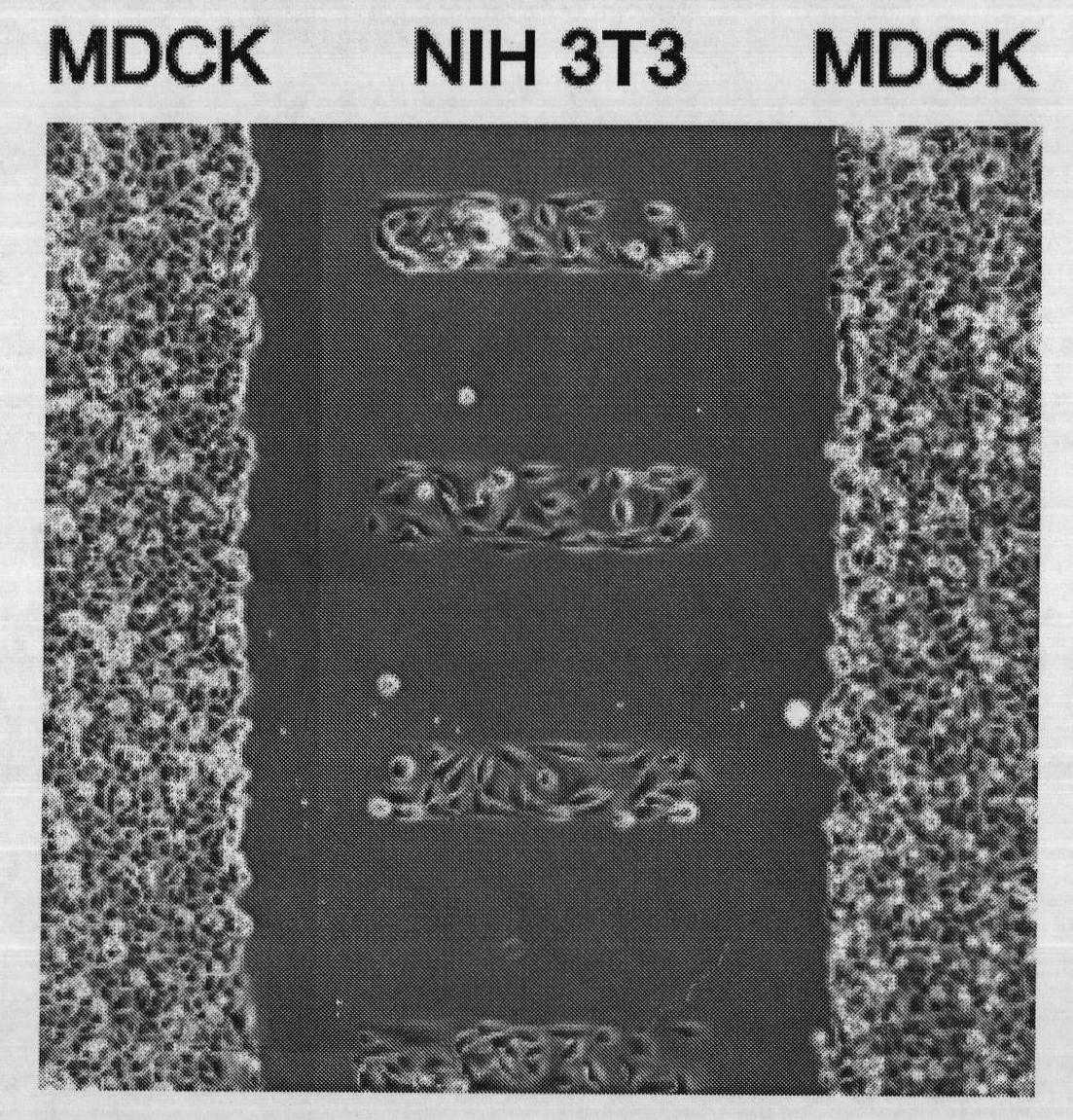 Device for patterning cocultivation of multiple cells, preparation method and use thereof