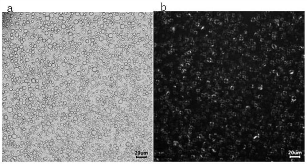 Whitening and moisturizing emulsion containing lamellar liquid crystal and preparation method thereof