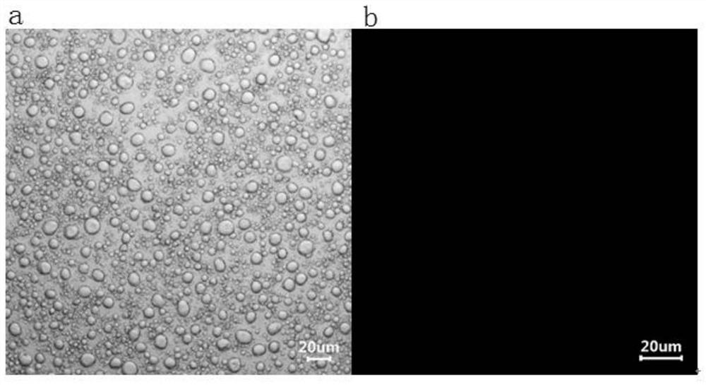 Whitening and moisturizing emulsion containing lamellar liquid crystal and preparation method thereof