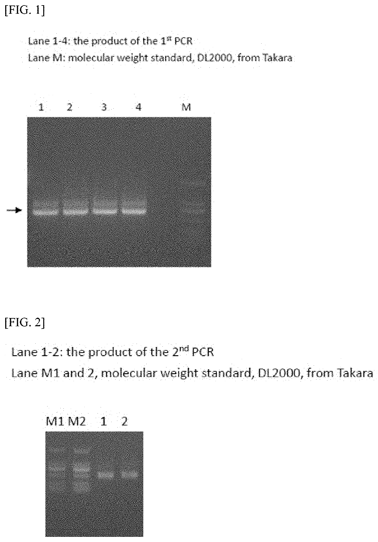 SINGLE DOMAIN ANTIBODY TARGETING aVB3 INTEGRIN