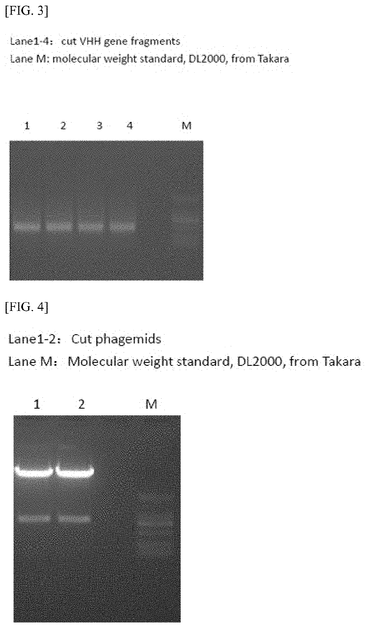 SINGLE DOMAIN ANTIBODY TARGETING aVB3 INTEGRIN