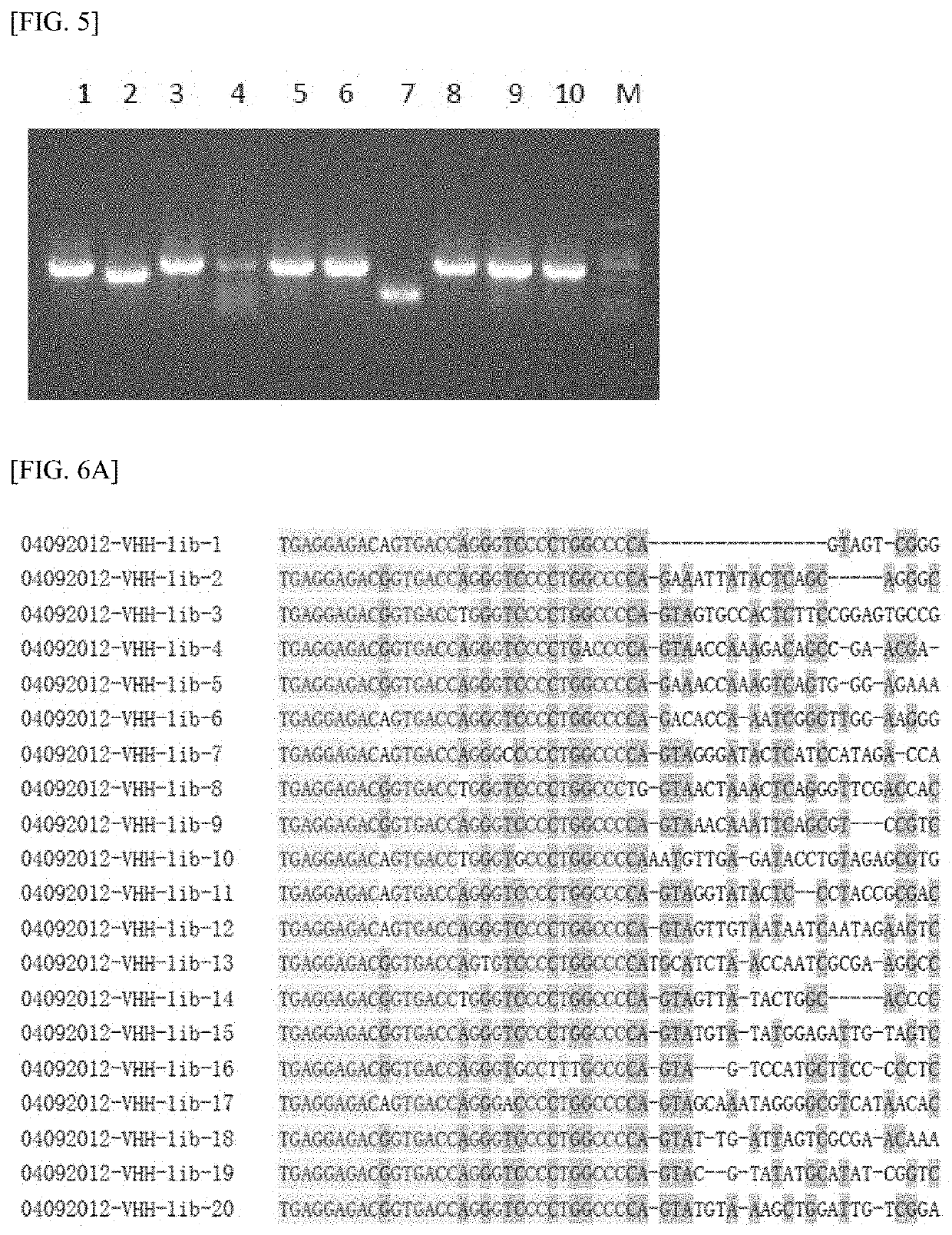 SINGLE DOMAIN ANTIBODY TARGETING aVB3 INTEGRIN