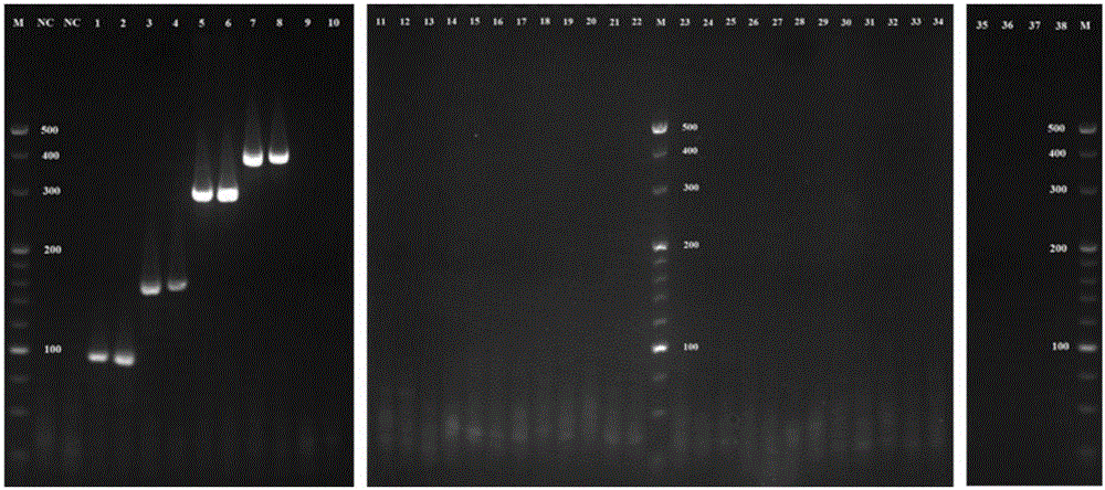 Wheat aphid and multiplex PCR (polymerase chain reaction) detection kit of parasitic wasp thereof