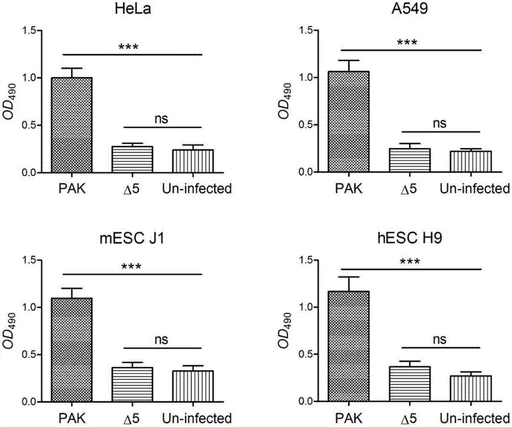 Construction method and applications of engineering strain for delivering mammalian cell protein
