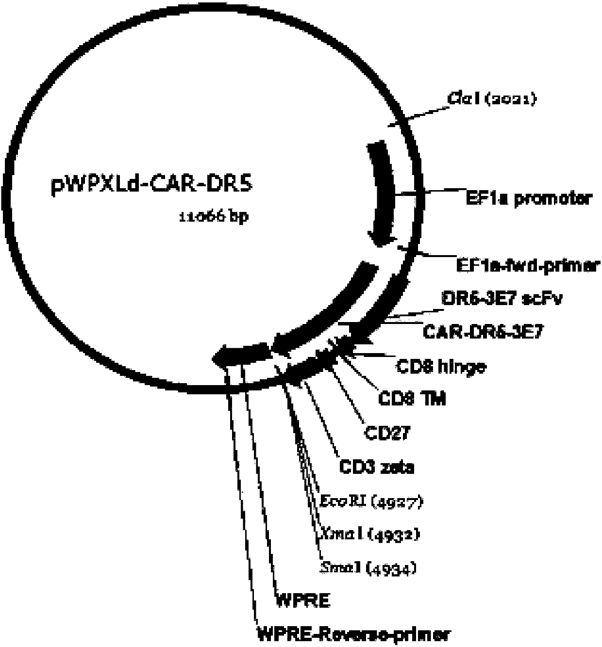 DR5-targeting single-chain antibody, chimeric antigen receptor T cell, preparation method and application of of chimeric antigen receptor T cell