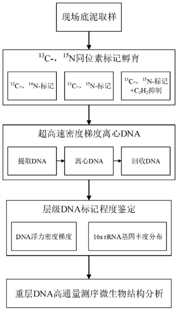 Method for in-situ revealing anaerobic iron ammonia oxidizing bacteria in river and lake sediment by DNA stable isotope probe