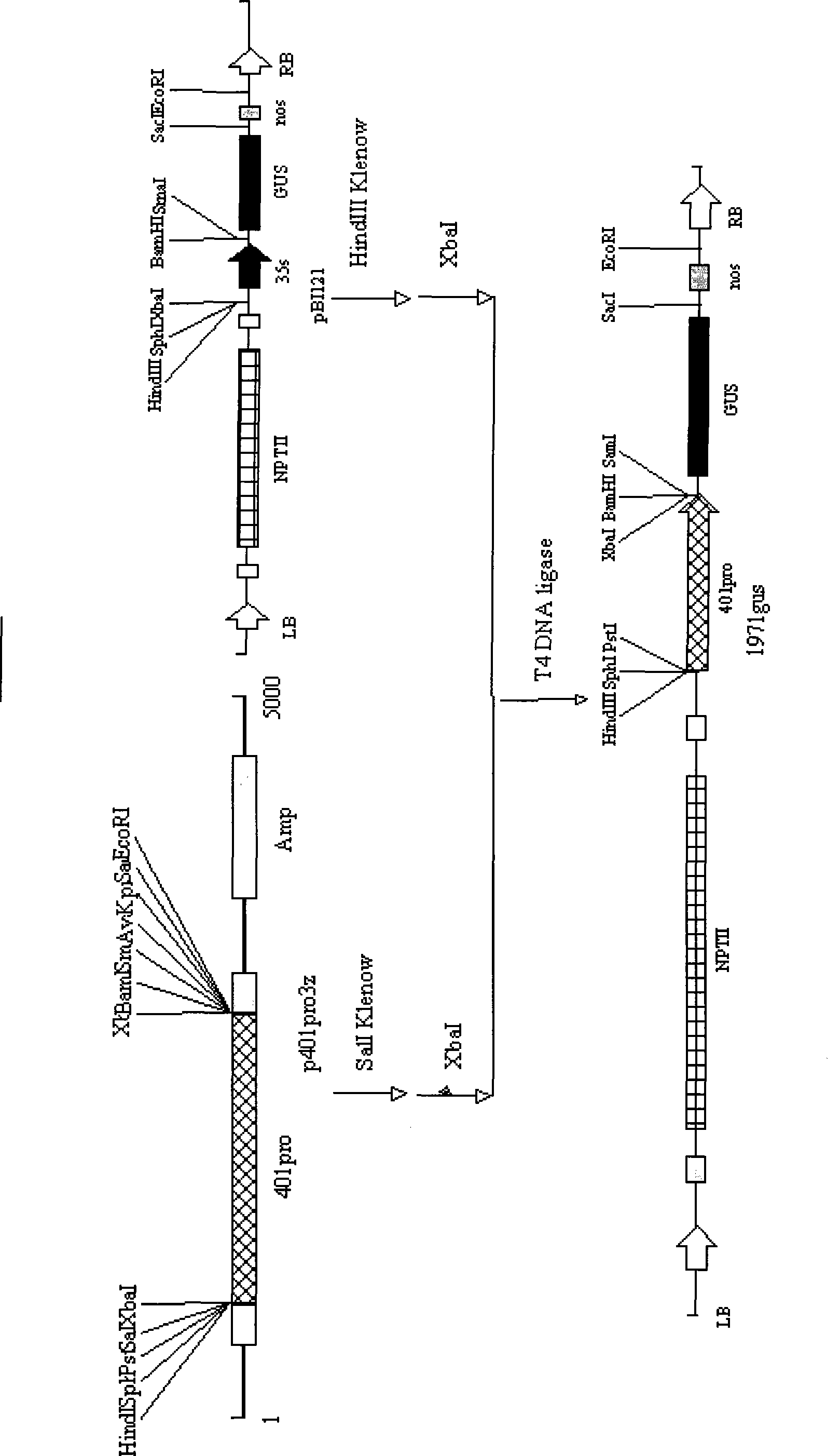 Anther tapetum and pollen specific efficient promoter as well as application thereof
