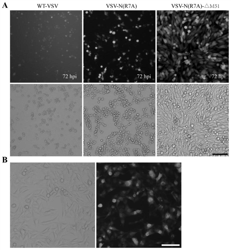 Full-length infectious clone of attenuated vesicular stomatitis virus mutant and application of full-length infectious clone