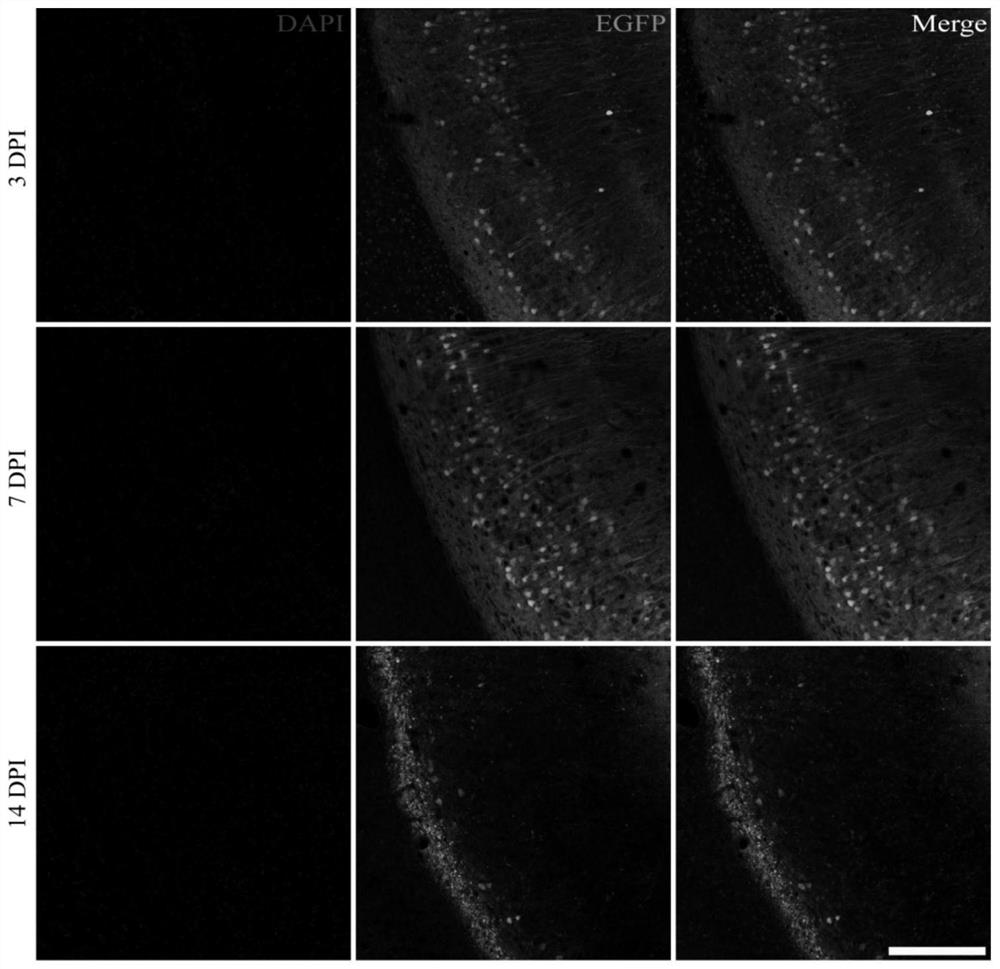 Full-length infectious clone of attenuated vesicular stomatitis virus mutant and application of full-length infectious clone