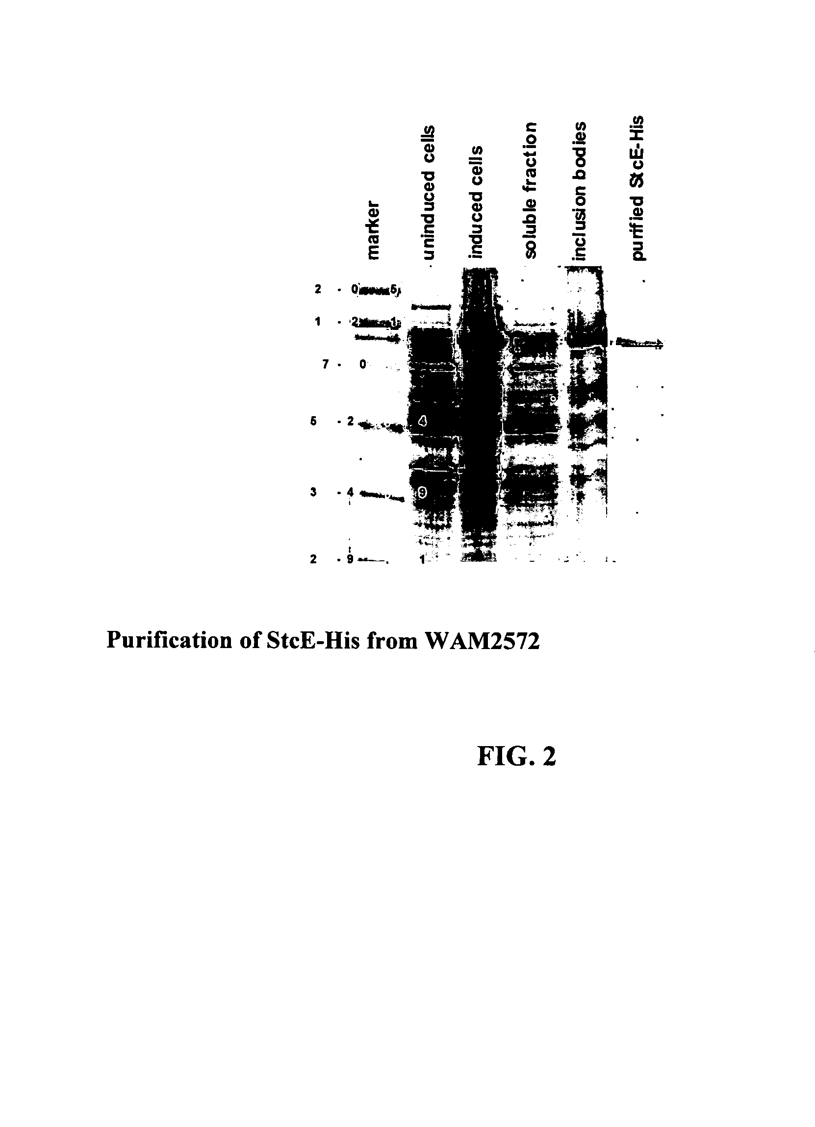 E. coli O157:H7 C1-INH-binding protein and methods of use