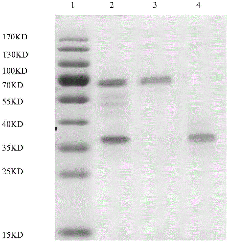 Extraction method and application of lactobacillus extracellular protein