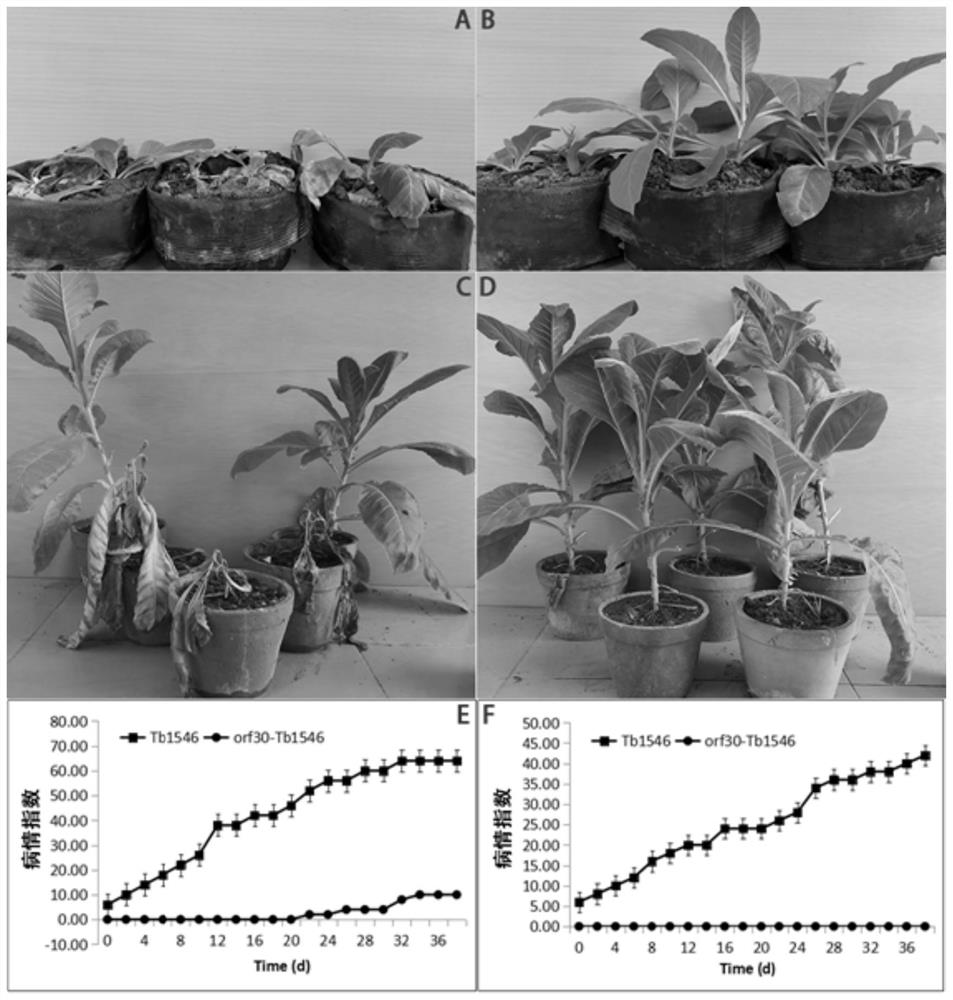 A non-pathogenic R. solanacearum strain transfected with phage trp574 gene and its preparation method and application