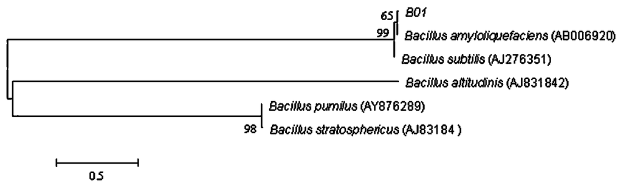 A kind of marine bacillus amyloliquefaciens and its application