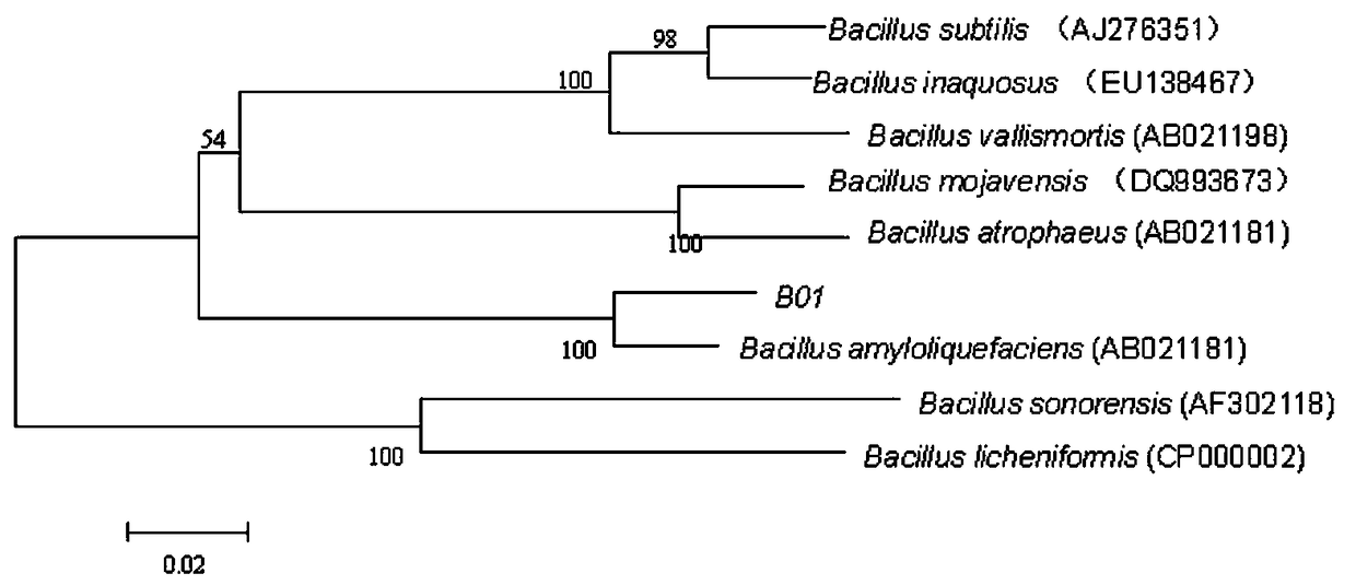 A kind of marine bacillus amyloliquefaciens and its application