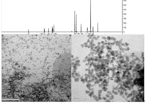 Method for preparing fluorescent and magnetic resonance dual-functional nanometer super-paramagnetic particles for detecting life system