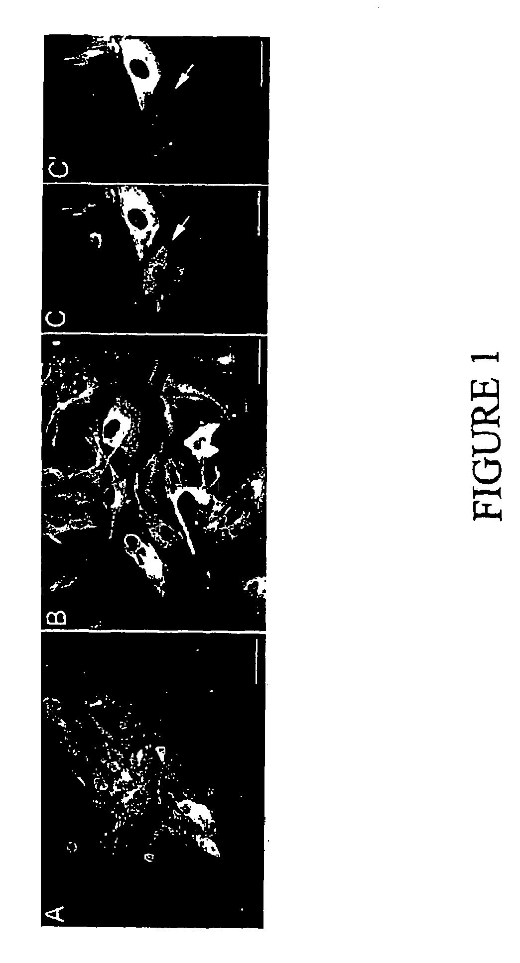 Methods and compositions for cryopreservation of dissociated primary animal cells