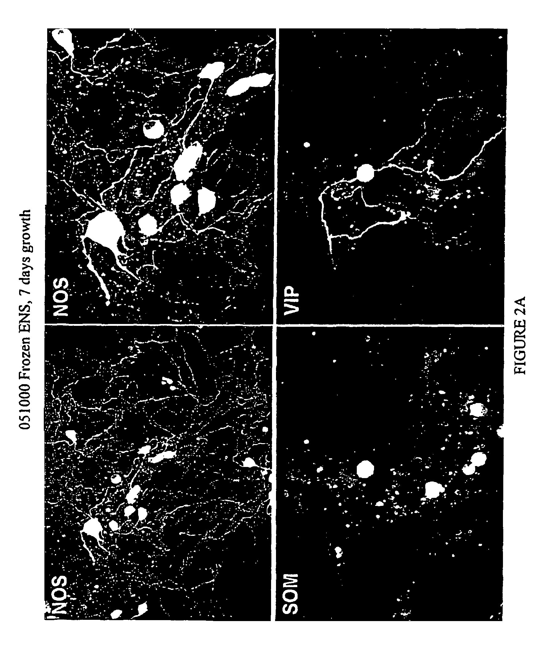Methods and compositions for cryopreservation of dissociated primary animal cells