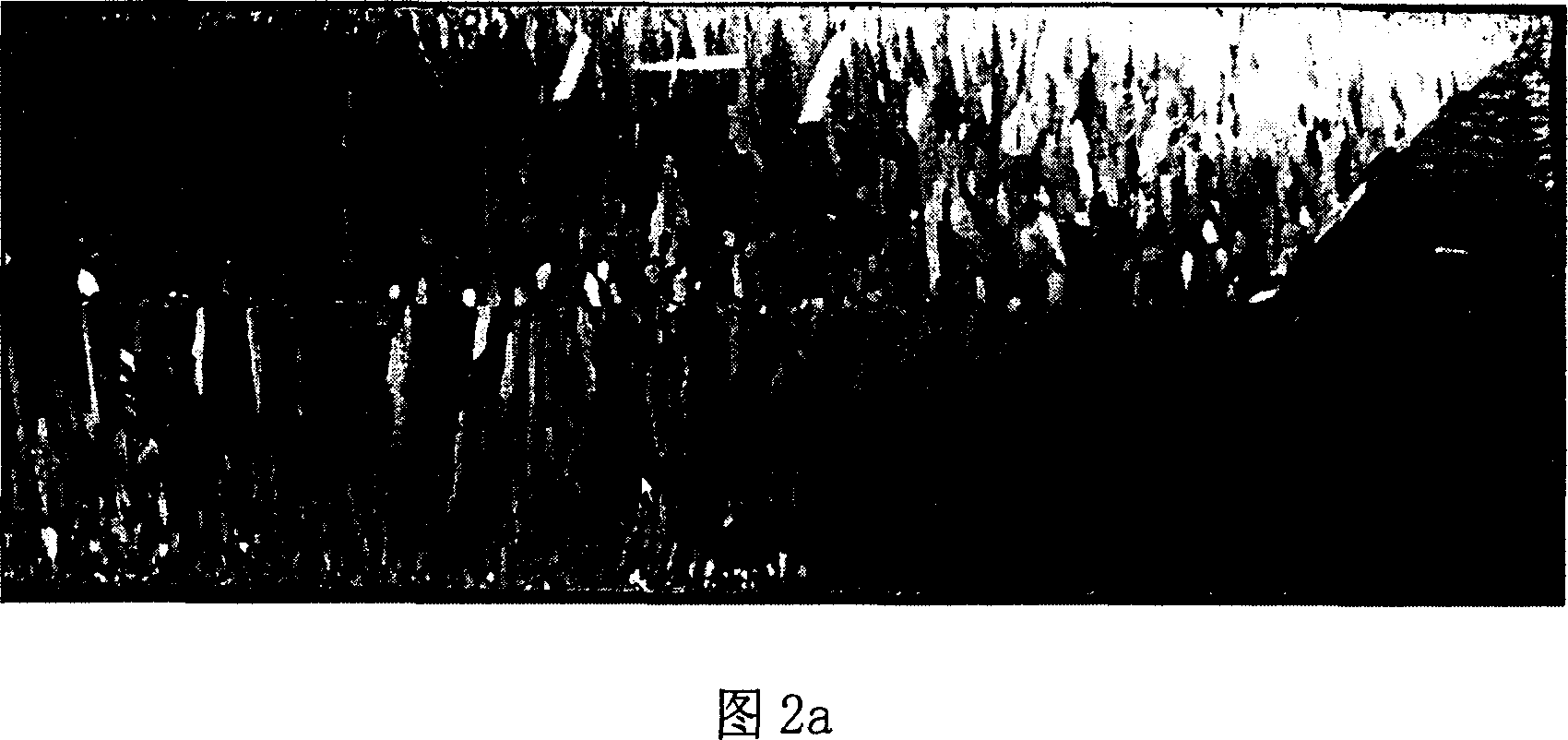 Method of applying electric field energy on molten steel to improve quality of silicon steel billet