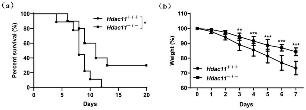 Application of histone deacetylase HDAC11 inhibitor in preparation of medicine for preventing and treating fungal infection