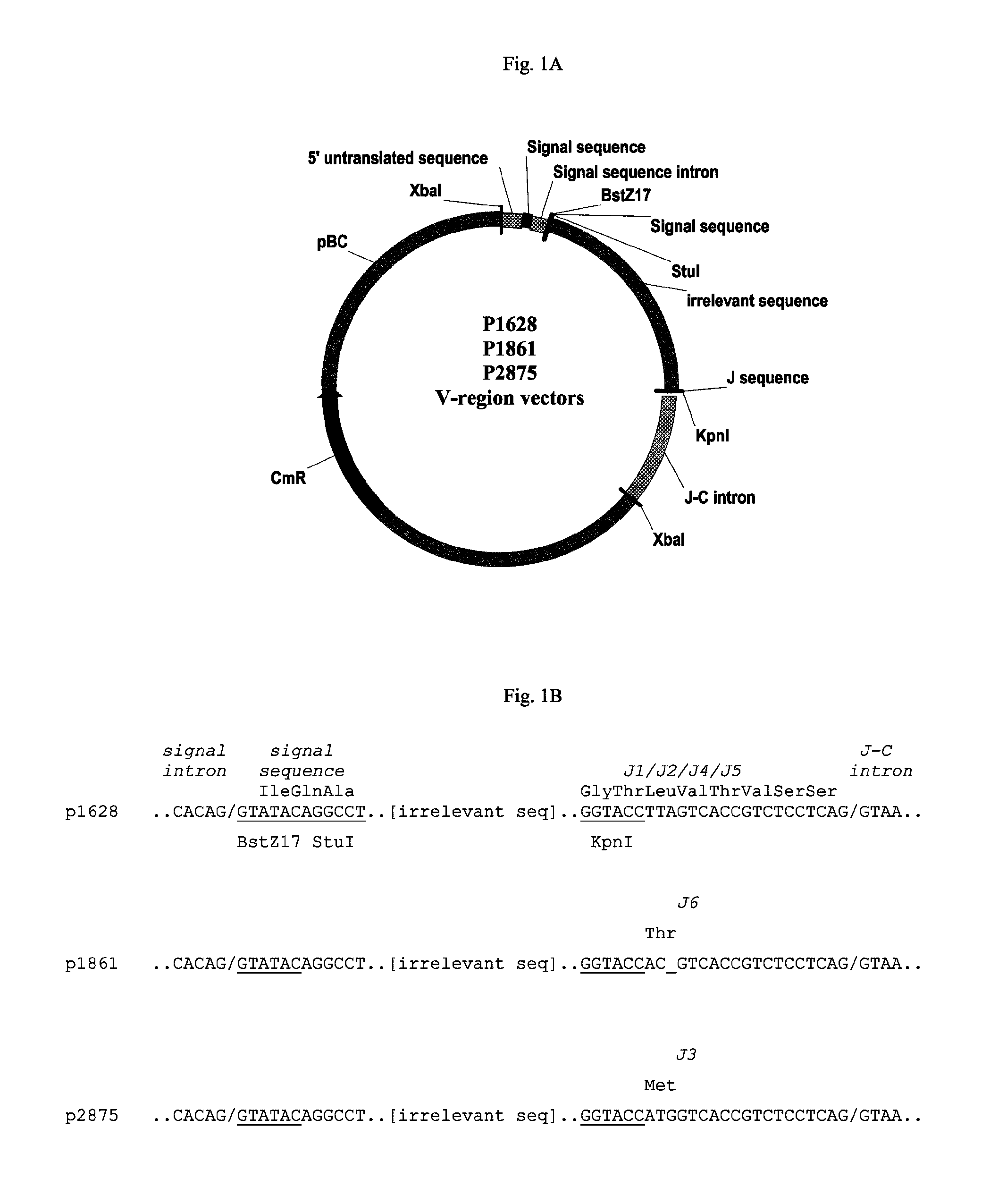 Vectors, host cells, and methods of production and uses