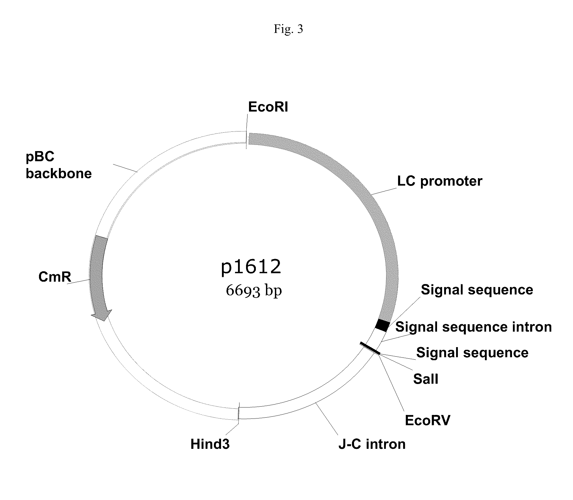 Vectors, host cells, and methods of production and uses